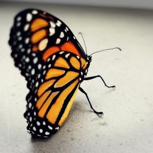 Meet your Posher, Sally